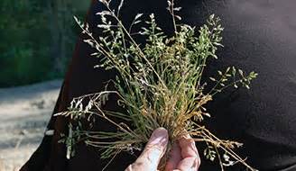 Poa Annua Identification