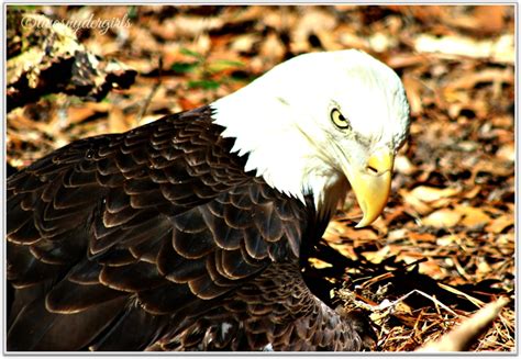 Grandparents & Grandchildren: Bald Eagle Nesting in Captivity