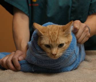 How to Gently Restrain Your Cat - Vetstreet | Vetstreet