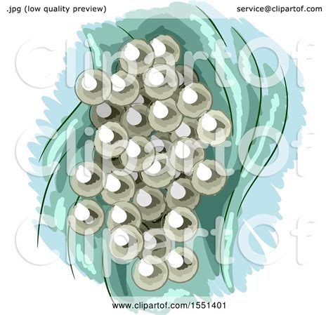 Clipart of a Cluster of Frog Eggs - Royalty Free Vector Illustration by ...