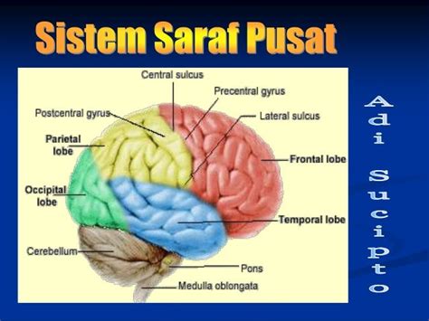 Sistem saraf pusat anatomi faal