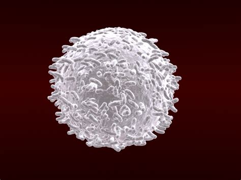 White blood cells v1 3D Model – Buy White blood cells v1 3D Model | FlatPyramid