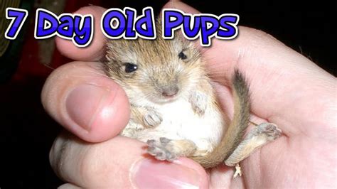 Gerbil Pups - 7 Days Old - YouTube