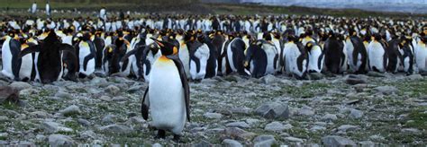 About 90% of world's largest king penguin colony has disappeared