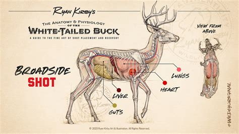 An Artist's Guide to Anatomy | Ryan Kirby Wildlife and Hunting Art