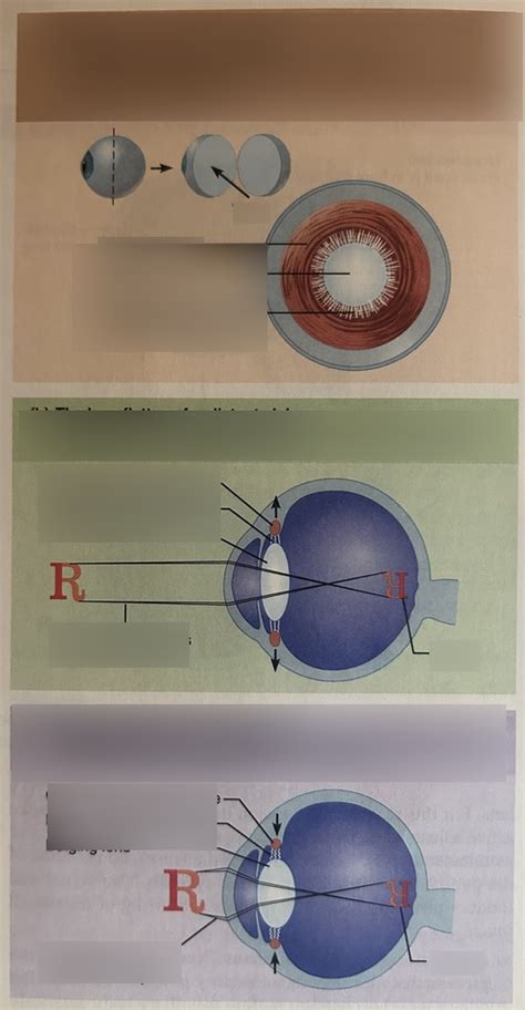 the special senses Diagram | Quizlet