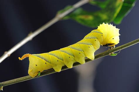 Capturing Symbolic Caterpillar Meaning on Whats-Your-Sign