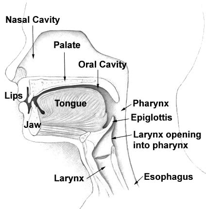 Pharynx - Wikipedia