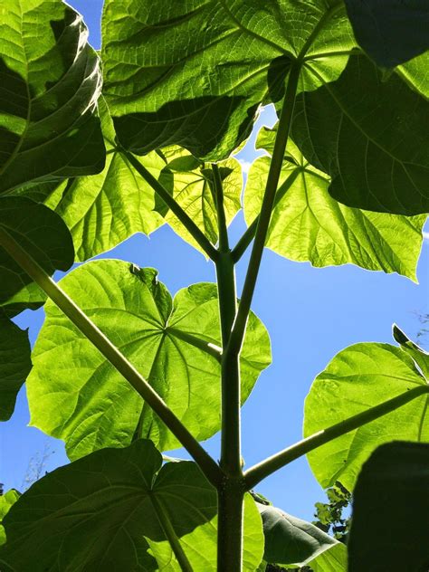 Paulownia tomentosa - fast growing, huge leaves, can be coppiced for a shorter plant with bigger ...