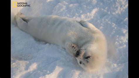 Heartbreaking images show baby harp seals struggle to survive - 6abc ...