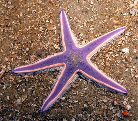 Namibia Reservations: 10 Facts About Starfish