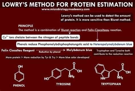 Microbiology Made Easy: Principle of Folin Lowry method of Protein Estimation