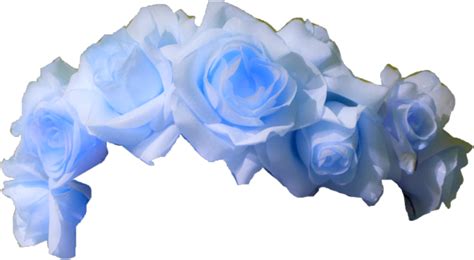 Download Blue Roses Transparent Background | Wallpapers.com