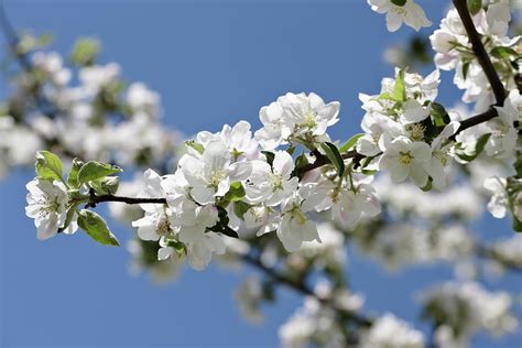 Apple Tree In Bloom