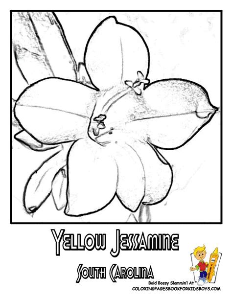 South Carolina State Flower Coloring Page Clip Art Li - vrogue.co