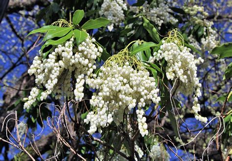 Andromeda Bush Photograph by Carol McGrath | Pixels