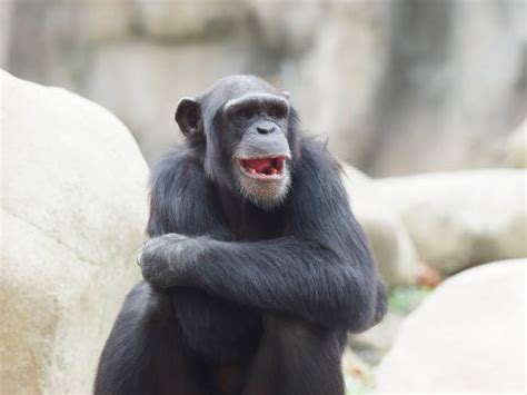 Best Chimpanzee Teeth Stock Photos, Pictures & Royalty-Free Images - iStock