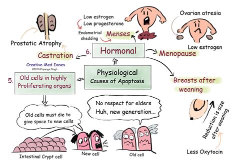 Apoptosis the programmed cell death - Creative Med Doses