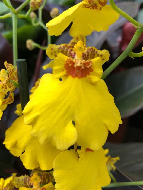 The COMPLETE Guide to Oncidium Orchids!