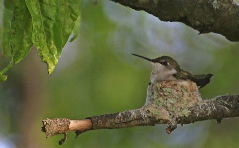 Ruby-throated Hummingbird Nest at Jamaica Bay Wildlife Refuge - 10,000 ...