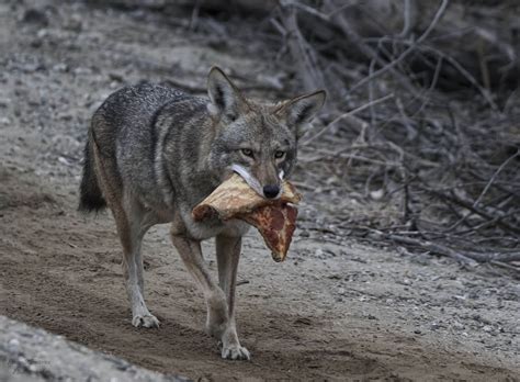 Pizza Delivery Coyote Spotted in California With Giant Slice of ...