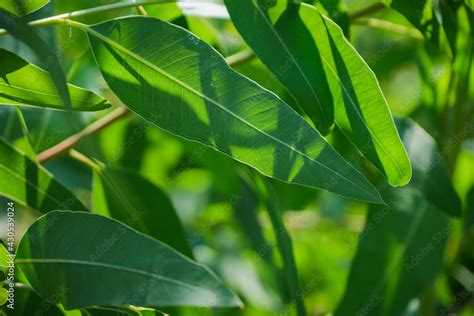 Eucalyptus leaves. branch eucalyptus tree nature background Stock Photo | Adobe Stock