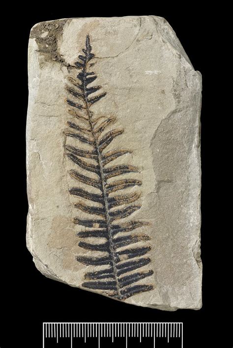 Seed Fern (alethopteris Aquilinus) Fossil Photograph by Natural History Museum, London/science ...