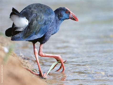 Purple Swamphen | KuwaitBirds.org