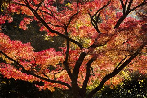 Red Japanese Maple tree in Autumn | Japanese maple tree, Japanese maple tree care, Japanese maple