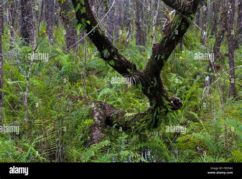 Six Mile Cypress Slough Preserve on the west coast of Florida in Fort ...