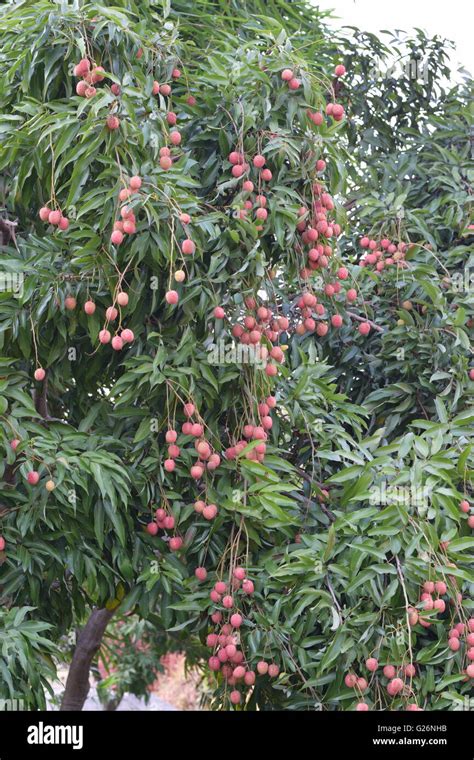 Litchi Fruit, Fruits, Indian fruits, fruit tree Stock Photo - Alamy