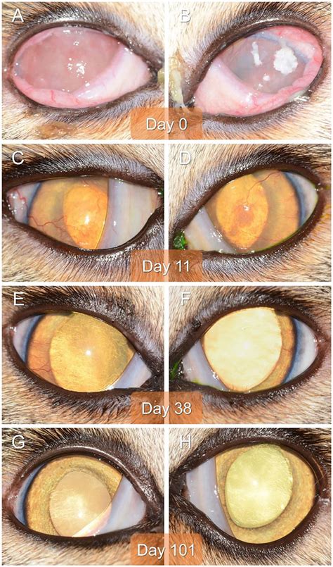 Frontiers | Case Report: Clinical Remission in a Cat With Severe ...
