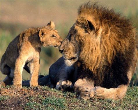 lion, Africa, Baby Animals, Animals Wallpapers HD / Desktop and Mobile Backgrounds