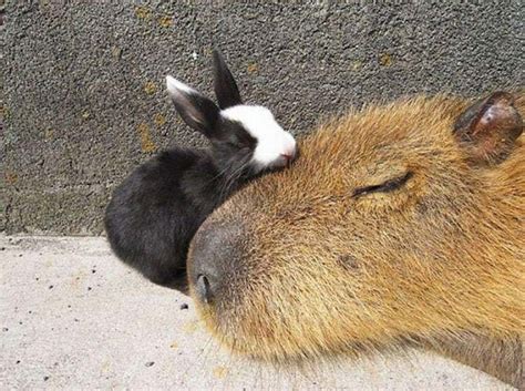 It's Official: All Animals Love Hanging Out With Capybaras | Animals ...