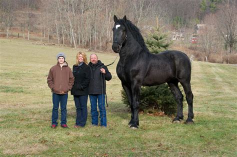 10 Biggest Horses In The World