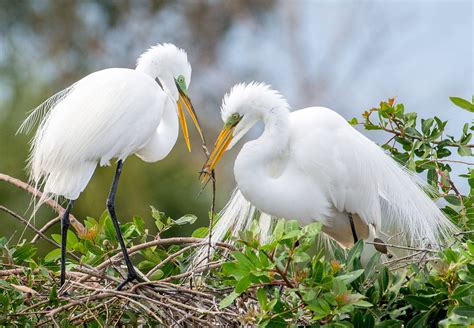 Florida Photo Tours and Workshops — Slonina Nature Photography