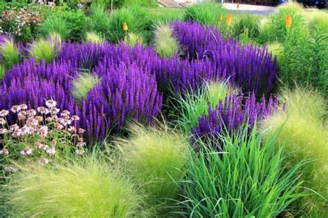 Purple Flowers In Grass - G4rden Plant