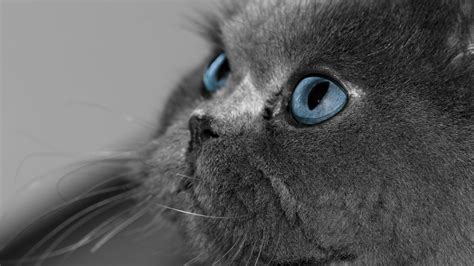 Blue Eyes Cat Wallpapers - Wallpaper Cave