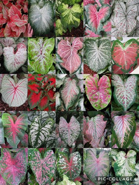 Arrowhead Plant Varieties - Google Search | Folhagens para jardim, Ideias verdes, Arbustos floridos