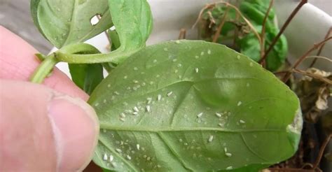 Houseplant Thrips > Identify, Control & Disease Prevention Tips