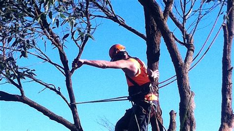 Mt Eliza Tree Services - Tree… | Cut It Right Tree Service Pty Ltd