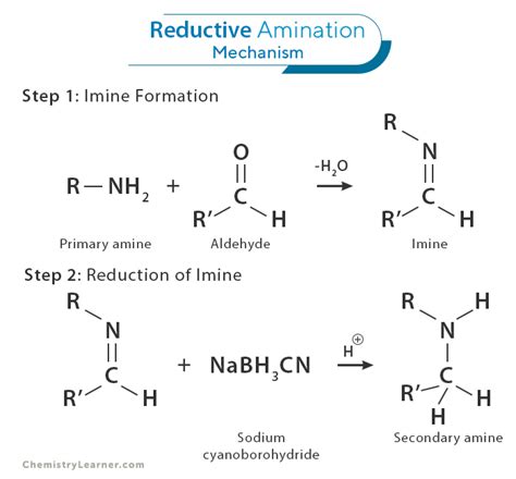 Reductive Amination: Definition, Examples, and Mechanism