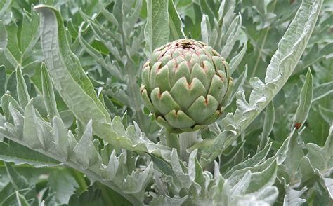 The Edible Thistle - The Blissful Gardeners