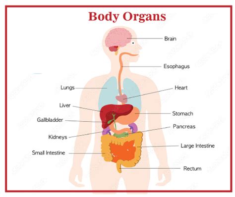 List of Organs in the Human Body - Javatpoint