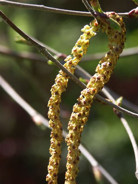 Birch Pollen - Great Lakes Sacred Essences