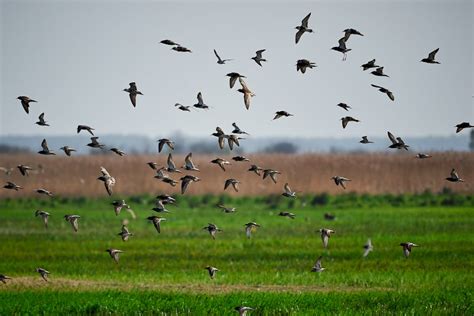 Photo of a Flock of Birds Flying Below Grass Field · Free Stock Photo