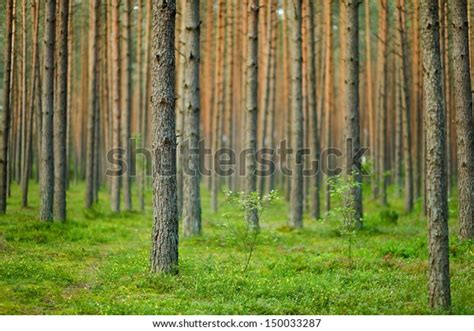 Beautiful Summer Forest Scenery Stock Photo 150033287 | Shutterstock