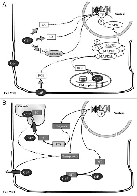 Representation of the transduction pathway involved in Cd signaling ...