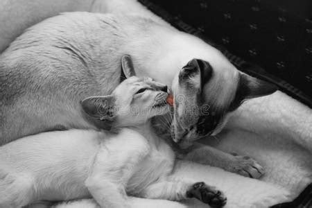 Cats Grooming Each Other Stock Photos - Free & Royalty-Free Stock Photos from Dreamstime