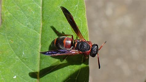 Red and black mason wasp on milkweed leaf- Red-marked Pachodynerus Wasp ...